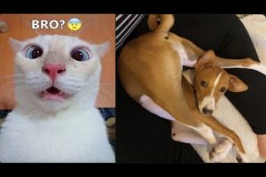 Best Funniest Dogs And Cats 🥰 - Funny Animal Compilation 😂