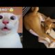 Best Funniest Dogs And Cats 🥰 - Funny Animal Compilation 😂