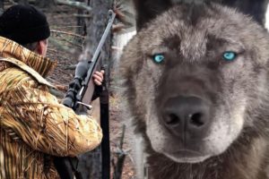 Big gray wolf rescued a wounded hunter, who got lost in the forest