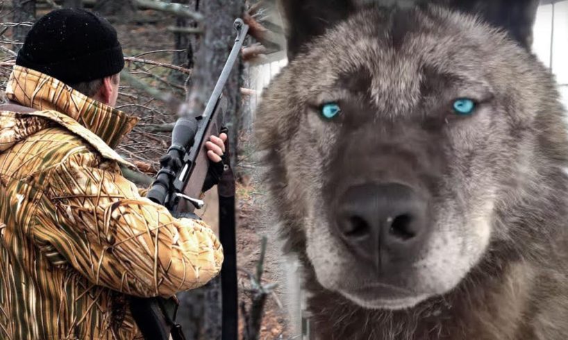 Big gray wolf rescued a wounded hunter, who got lost in the forest