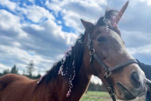 Birthday party for miracle horse after near-death experience