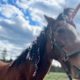 Birthday party for miracle horse after near-death experience