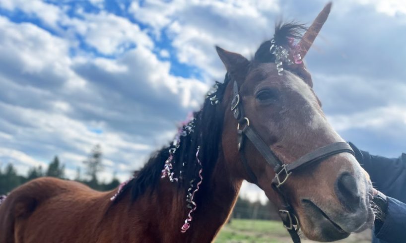 Birthday party for miracle horse after near-death experience