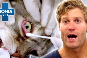 Bondi Vet's Biggest Surprises And Plot Twists 🙀 | Bondi Vet Compilation | Bondi Vet