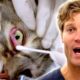 Bondi Vet's Biggest Surprises And Plot Twists 🙀 | Bondi Vet Compilation | Bondi Vet