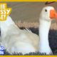 Bossy Goose Honks At Everyone, Even Her Mom! | Dodo Kids | Animal Videos For Kids