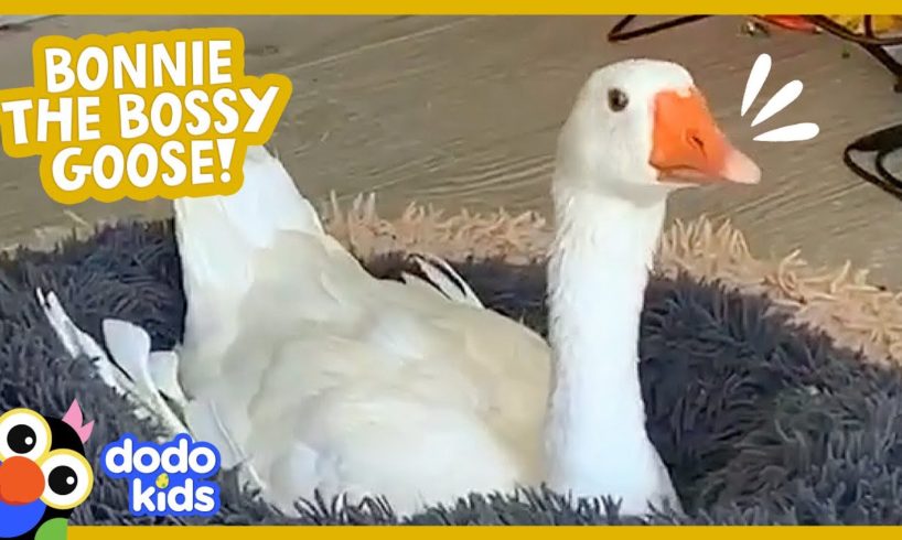 Bossy Goose Honks At Everyone, Even Her Mom! | Dodo Kids | Animal Videos For Kids