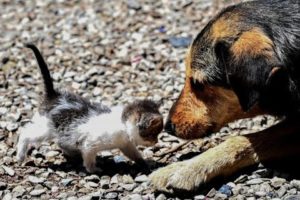 Brave Dog Rescues A Cat