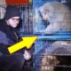 Brave Vet Rescues Traumatized Pets From Ukraine And Delivers Them To Safety