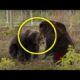CRAZY BATTLE OF TWO BEARS | TOUGH ANIMAL FIGHTS