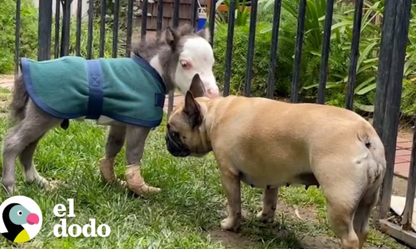 Caballo más pequeño del mundo intenta seguir a su papá al trabajo | Pequeño y Valiente | El Dodo