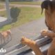 Cachorro adorable se hace amigo de un pitbull mayor "agresivo" | El Dodo