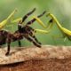 Can Mantis Hunt A Big Spider? Animal Fights