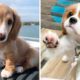 Can you guess what these adorable Puppy are doing? 🥰😍| Cute Puppies