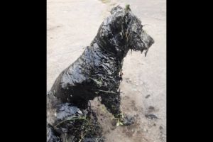 Caring people rescued a dog stuck in bitumen