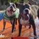 Casa llena de pitbulls rescatados están obsesionados con la piscina | Puro Pitbull | El Dodo