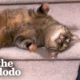 Cat Rolls Down The Stairs 5x A Day | The Dodo