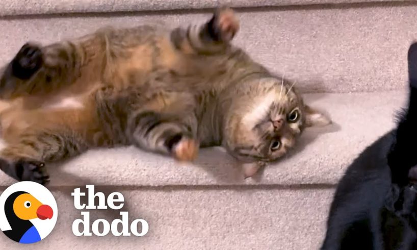 Cat Rolls Down The Stairs 5x A Day | The Dodo
