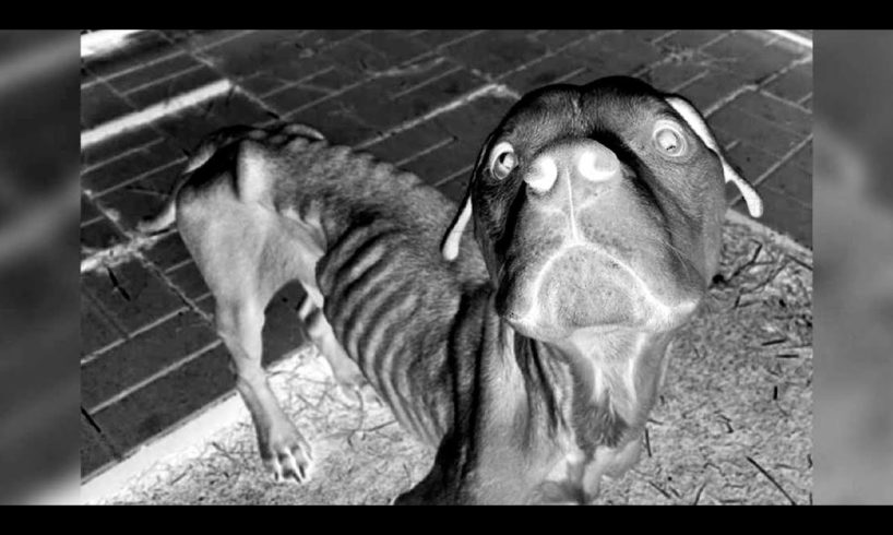 Caught On Night Vision Animal Cops Detroit Rescue Starving Dog With Hope For Paws