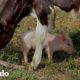 Cerdito rescatado pequeño y vaca bebé se adoptan mutuamente | El Dodo