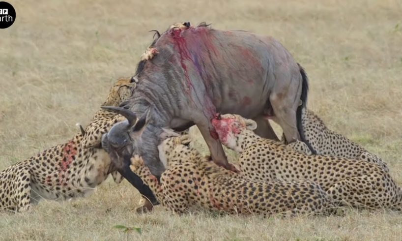 Cheetahs Attack and Eat Wildebeest Alive - Animal Fighting | ATP Earth