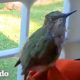 Chico rescata a un colibrí y lo coloca en una jardinera | El Dodo