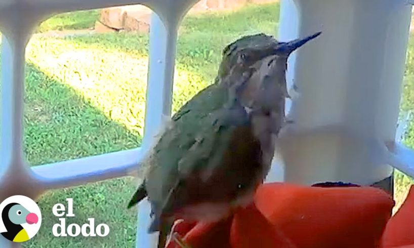 Chico rescata a un colibrí y lo coloca en una jardinera | El Dodo