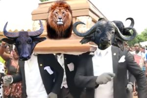 Coffin Dance Meme - WILD ANIMALS Meme Compilation