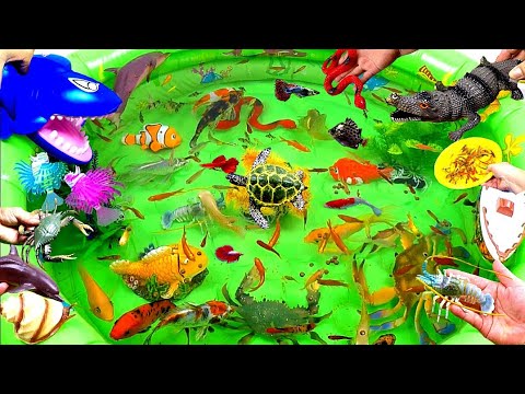Collection of Beautiful Fish and Cute Animals, Shark, Whale, Clownfish, Goldfish, Snake, Crab,Turtle