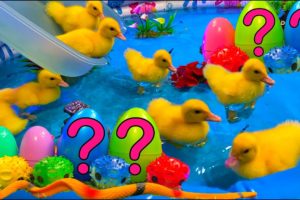 Colorful Aquarium | Baby Ducks Ducklings, Frog, Snake, Koi Fish - cute baby animals videos