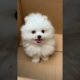 Compilation of cute puppies#shorts#1194 dog in the box #short
