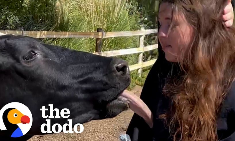 Cow With Heart On His Forehead Loves To Give Kisses | The Dodo Soulmates