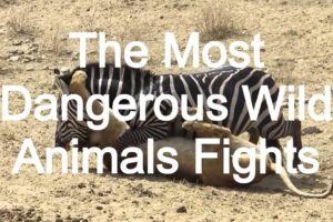 Craziest Animal Fights ...The Most Dangerous Animal Fights