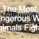 Craziest Animal Fights ...The Most Dangerous Animal Fights