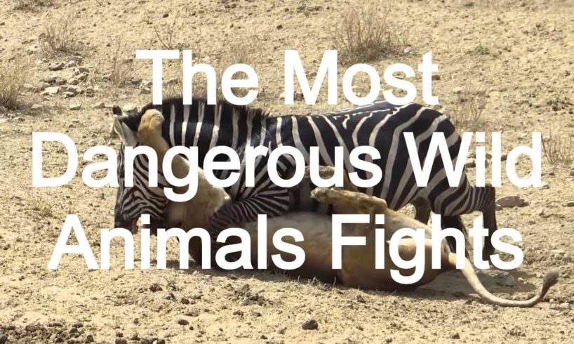 Craziest Animal Fights ...The Most Dangerous Animal Fights