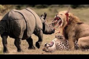 Craziest Fights of Wild Animals | Animal Fights wow
