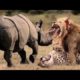 Craziest Fights of Wild Animals | Animal Fights wow