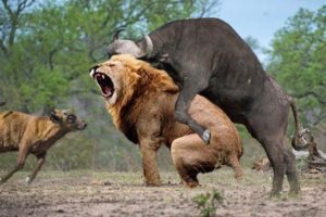 ✅ Crazy Animal Fights with Incredible Outcomes! Animal Fights Caught on Camera!