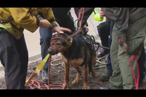 Crews safely pull dog out of LA River after rescue mission lasted nearly 2 hours
