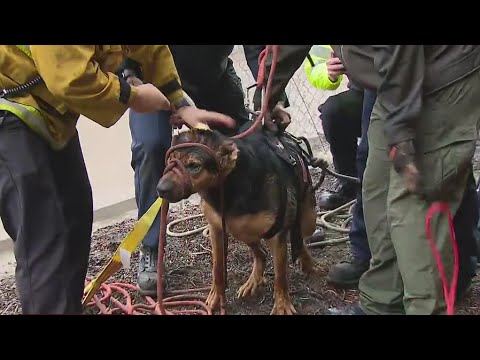 Crews safely pull dog out of LA River after rescue mission lasted nearly 2 hours