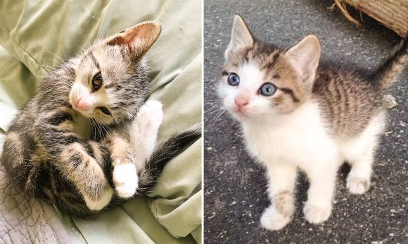 Cute Kittens Doing Funny Things 2021 🐱 #6 Cutest Cats