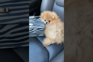 Cute Pomeranian Videos🤗🤗 | Cutest Puppies||#shorts