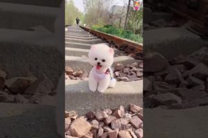 Cute 😘 Pomeranian puppy video | dog videos | Cute puppy shorts | puppies videos | #shorts #puppy