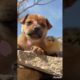 Cute Puppies | Cute Small Dogs | Cutest Dog In The World #Shorts