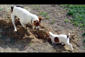 🐶Cute Puppies Doing Funny Things 2022🐶 #12 Cutest Dogs