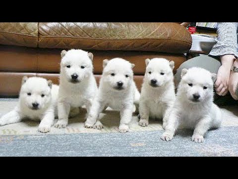🐶Cute Puppies Doing Funny Things 2022🐶 #14 Cutest Dogs