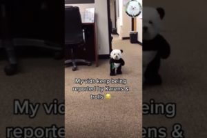 Cute Puppies Like a Baby Panda 🐶🐼 | Cute Animal | Puppy Videos #shorts