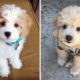 Cute Puppies You Wanna Watch doing Funny Things - Cutest Puppy