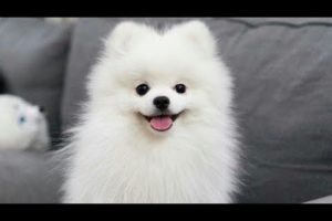Cute Puppies ever #cutedog #babydog #funniestanimals #petlover #lovelydog #lovepets