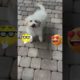 Cute Puppy Playing | Cutest Puppy #shorts #happy #cute #laugh #youtubeshorts